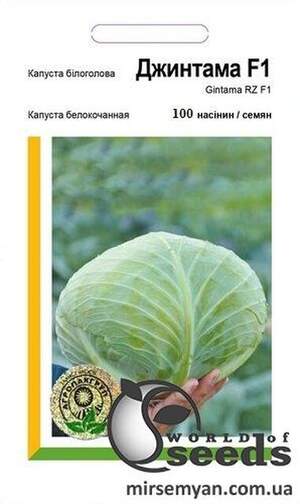 Капуста білокачанна, "Джинтама" F1 100 семена А (Rijk Zvaan)