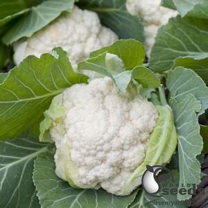 Капуста цвітна "Уайт Ексел F1" 100 с. А.