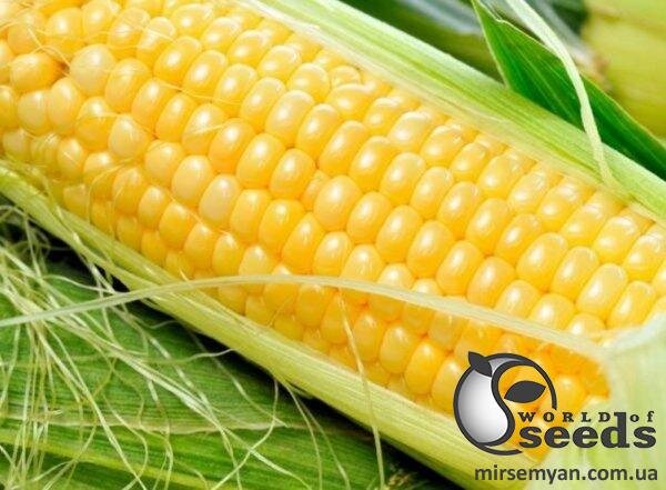 Кукурудза цукрова Оверленд F1 1 кг А Сингента (Syngenta) Кукурудза цукрова Оверленд F1 1 кг А Сингента (Syngenta)