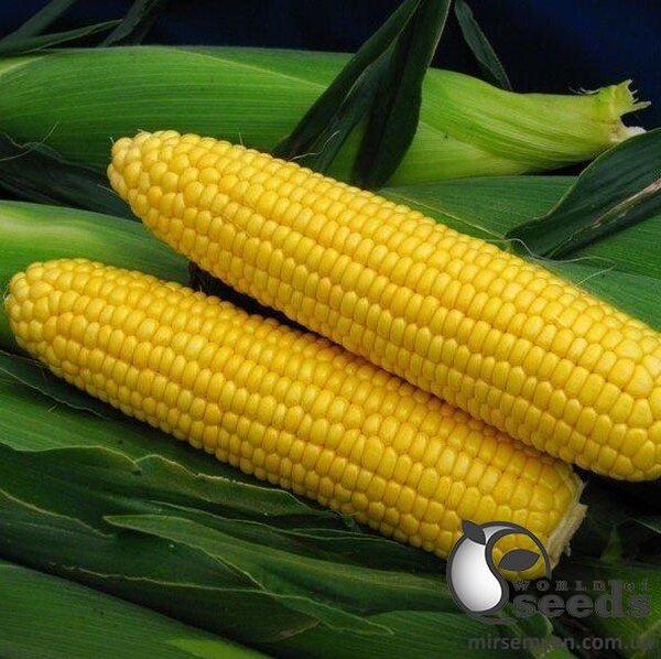 Кукурудза цукрова Спіріт F1 5 000 н. Syngenta Кукурудза цукрова Спіріт F1 5 000 н. Syngenta