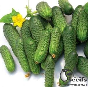 Огірок Нейліна F1 50 нас. А  (Nunhems)