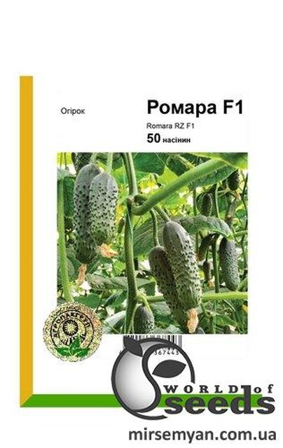 Огірок Огірок