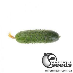 Огірок Тріоле F1 50 с. А Рійк Цваан Огірок Тріоле F1 50 с. А Рійк Цваан