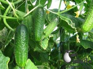 Насіння огірка Насіння огірка