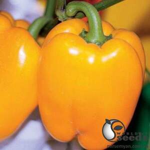 Перець Турбін/Turbin F1 50 нас. А Перець Турбін/Turbin F1 50 нас. А