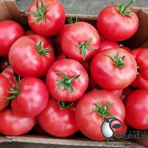 Томат індет. «Мей Шуай» F1 50 насінин, А Семініс, (Seminis) Томат індет. «Мей Шуай» F1 50 насінин, А Семініс, (Seminis)