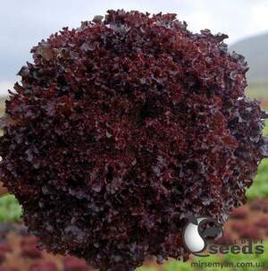 Салат Бахус 100 нас. А (Hazera) Салат Бахус 100 нас. А (Hazera)