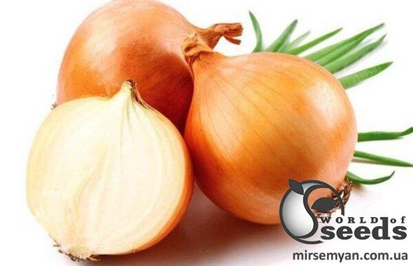 Цибуля Кенді F1 - 20 г А (Seminis) Цибуля Кенді F1 - 20 г А (Seminis)