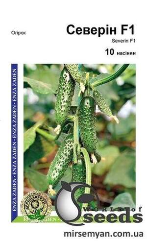 Огірок "Северін" F1 - 10 семена А (Enza Zaden)