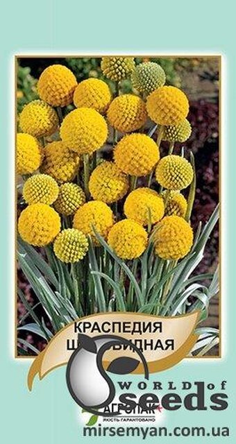 Краспедія куляста 50 семена А Краспедія куляста 50 семена А