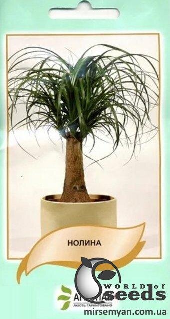 Ноліна (пальма) – 2 г А Ноліна (пальма) – 2 г А