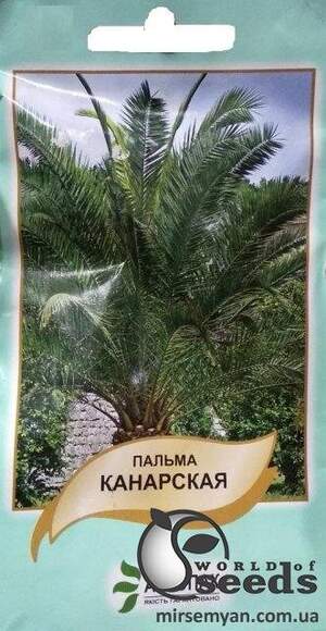 Пальма канарська 5 семена А Пальма канарська 5 семена А