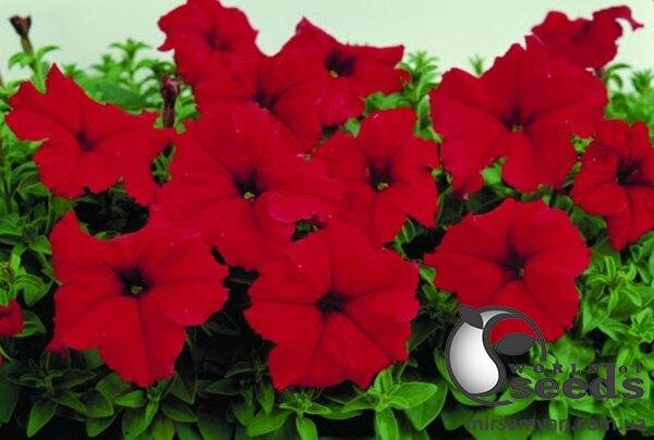 Петунія великоквіткова насичено-червона 50 насінин , А Петунія великоквіткова насичено-червона 50 насінин , А