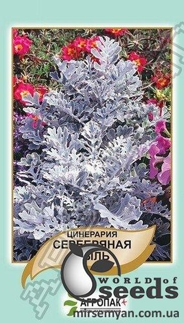 Циненарія срібний пил 0,1 г Циненарія срібний пил 0,1 г
