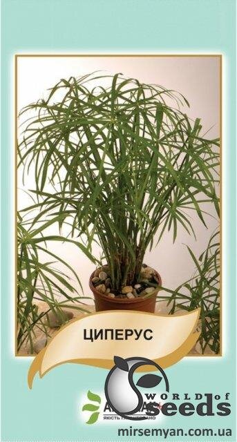 Циперус 50 насінин, А Циперус 50 насінин, А