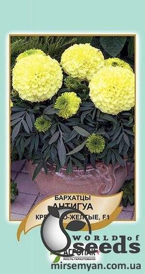 Чорнобривці "Антигуа F1", кремово-жовті 10 насінин , А