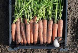 Морква "Навал/Naval" F1 (1,4-1,6 мм) 100 000 семена Бейо (Bejo)