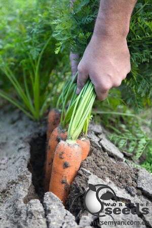 Морква "Навал/Naval" F1 (1,4-1,6 мм) 100 000 семена Бейо (Bejo)