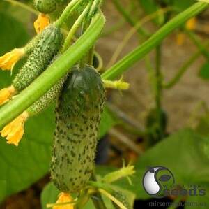 Насіння огірка "Абсолют F1/Absolut F1" 250 с. Бейо (Bejo)