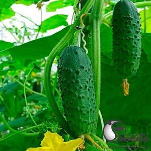 Огірок "Альянс" F1 25 000с., Бейо (Bejo)