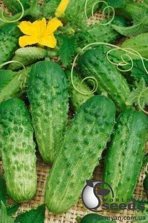 Огірок "Альянс" F1 25 000с., Бейо (Bejo)