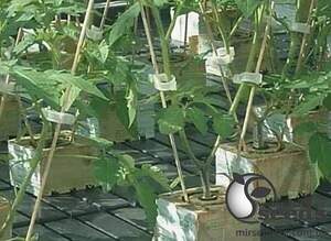 Підщепа Арнольд F 1 500 н. Сингента (Syngenta)