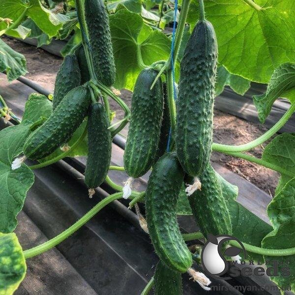 Огірок "Капрікорн" F1 250с. (Yuksel Seeds) Огірок "Капрікорн" F1 250с. (Yuksel Seeds)