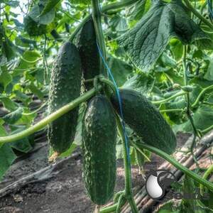 Огірок "Капрікорн" F1 250с. (Yuksel Seeds) Огірок "Капрікорн" F1 250с. (Yuksel Seeds)