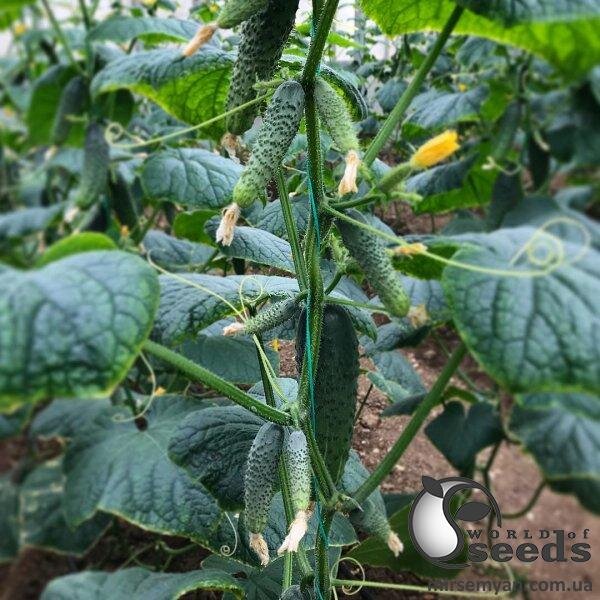 Огірок Огірок