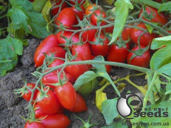 Томат Брісколине F1 1 000 семена (United Genetics). Томат Брісколине F1 1 000 семена (United Genetics).