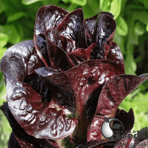 Салат Овіред 1 000 семена (Enza Zaden)