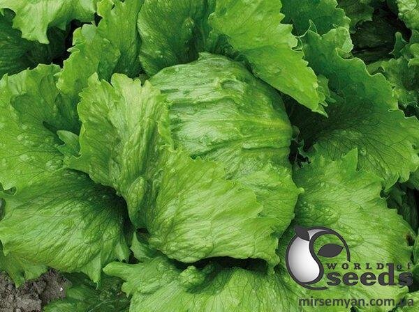 Салат "Саула" - 1000 насінин (Enza Zaden) Салат "Саула" - 1000 насінин (Enza Zaden)