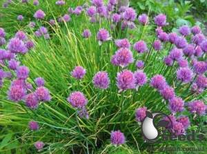 Цибуля шнит "Біггі" F1 50 г (Enza Zaden / Енза Заден)