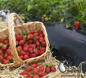 Плівка чорна для мульчування 10мср * 1400 * 500м Плівка чорна для мульчування 10мср * 1400 * 500м