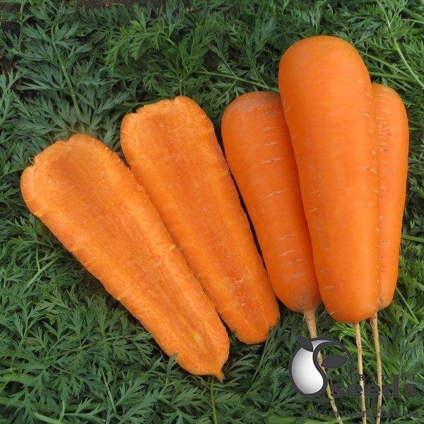 Морква "Болівар" 1,4-1,6 F1 500 000 с. Клоз (Clause) Морква "Болівар" 1,4-1,6 F1 500 000 с. Клоз (Clause)