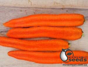Морква Мулета 1,4-1,6 F1 100000 c. Клоз (Clause)