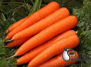 Морква Мулета 1,6-2,0 F1 100000 c. Клоз (Clause)