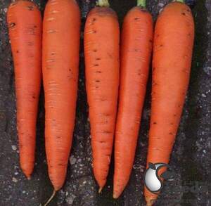 Морква Мулета 2,0-2,25 F1 100 000 с. Клоз (Clause)