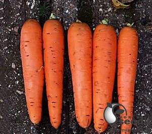 Морква Патзі 1,6-2,0 F1 100000 c. Клоз (Clause)