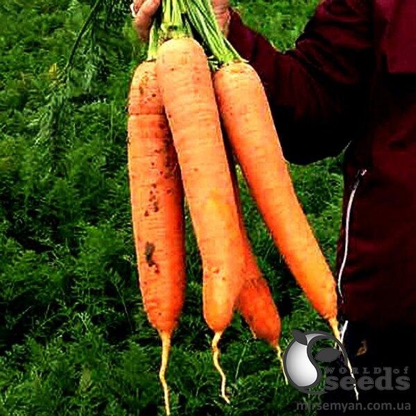 Морква Патзі 1,6-2,0 F1 500000 c. Клоз (Clause) Морква Патзі 1,6-2,0 F1 500000 c. Клоз (Clause)