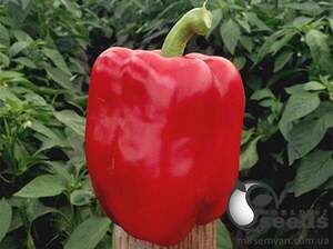 Перець Амарок F1 1 000 нас. Клоз (Clause) Перець Амарок F1 1 000 нас. Клоз (Clause)