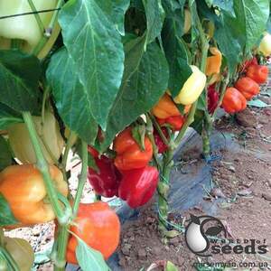 Перець Оіда F1 250 семена Клоз (Clause) Перець Оіда F1 250 семена Клоз (Clause)