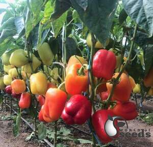 Перець Оіда F1 1000 семена Клоз (Clause)