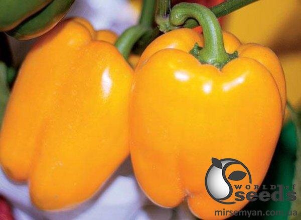 Перець Спрінгбокс F1 1000 семена Клоз (Clause) Перець Спрінгбокс F1 1000 семена Клоз (Clause)