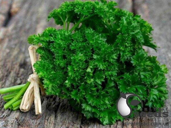 Петрушка кучерява Фрісе (Робуст) 100 г. (Clause) Петрушка кучерява Фрісе (Робуст) 100 г. (Clause)