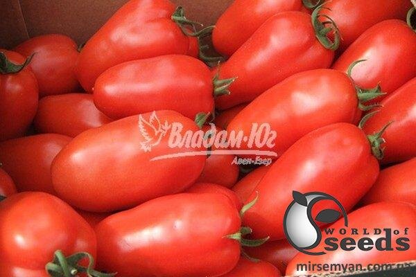 Томат "Айдар F1/Aidar F1" 250 насінин Клоз (Clause) Томат "Айдар F1/Aidar F1" 250 насінин Клоз (Clause)