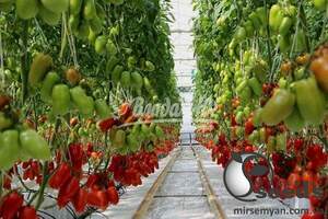 Томат "Айдар F1/Aidar F1" 250 насінин Клоз (Clause) Томат "Айдар F1/Aidar F1" 250 насінин Клоз (Clause)