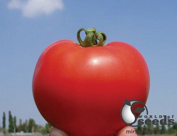 Томат Акела F1 5 000 насінин Клоз (Clause) Томат Акела F1 5 000 насінин Клоз (Clause)