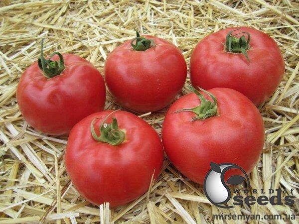 Томат Томат