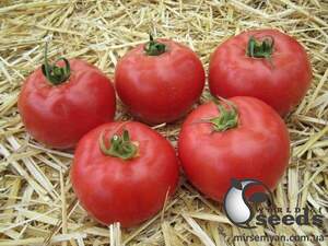 Томат "Афен F1 / Aphen F1" 1 000 насінин Клоз (Clause)